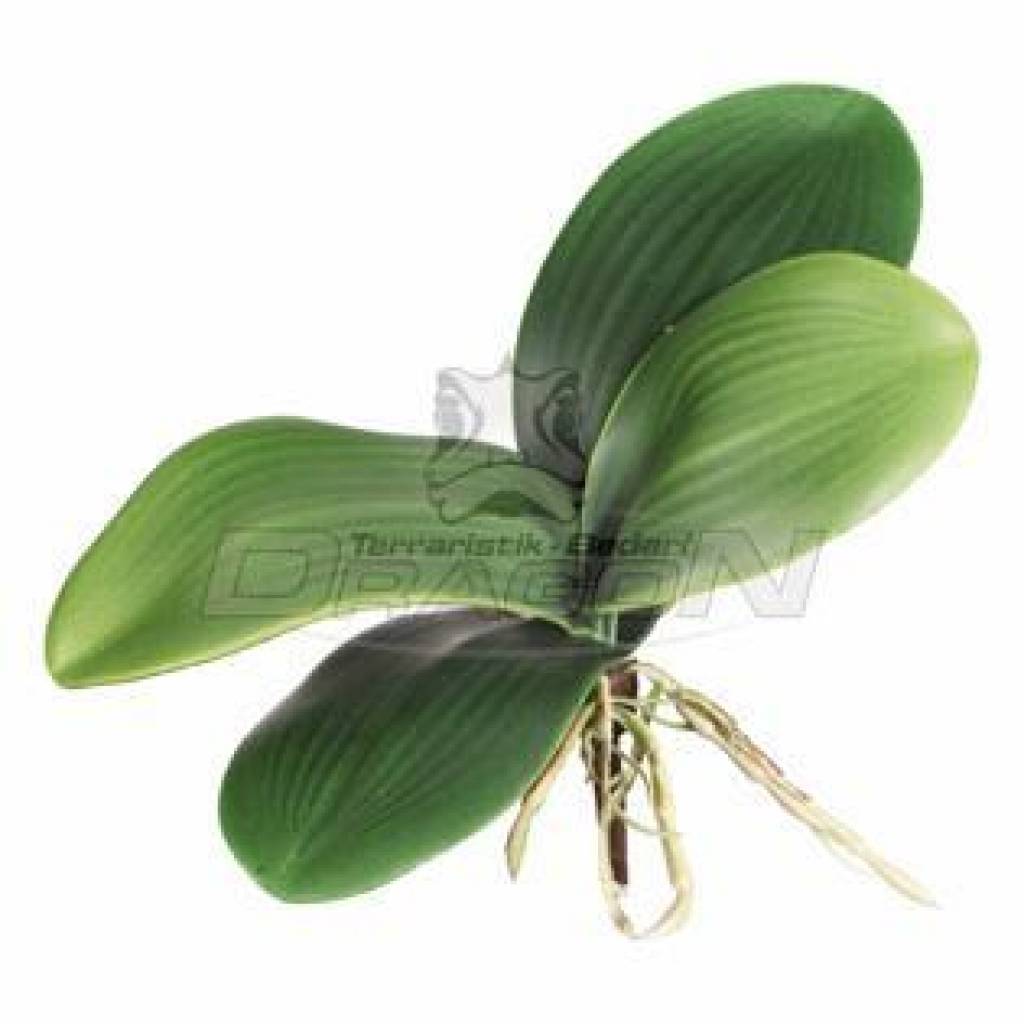 Orchideen, Luftwurzeln, Laub